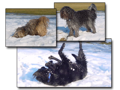 Die Hunde nutzen den Restschnee Die Hunde nutzen den Restschnee