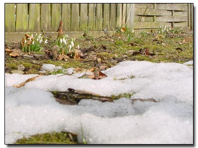 Schneeglöckchen Schneeglöckchen