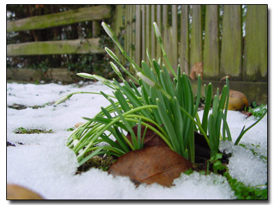 Schneeglöckchen am 29. Januar!