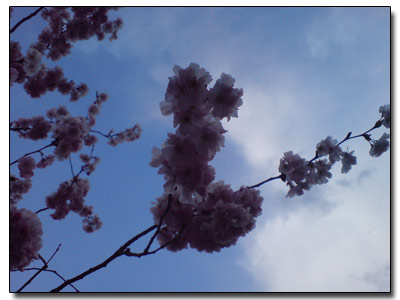 Frühlingsimpressionen April 2008
