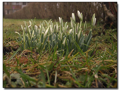 erste Schneeglöckchen 2011